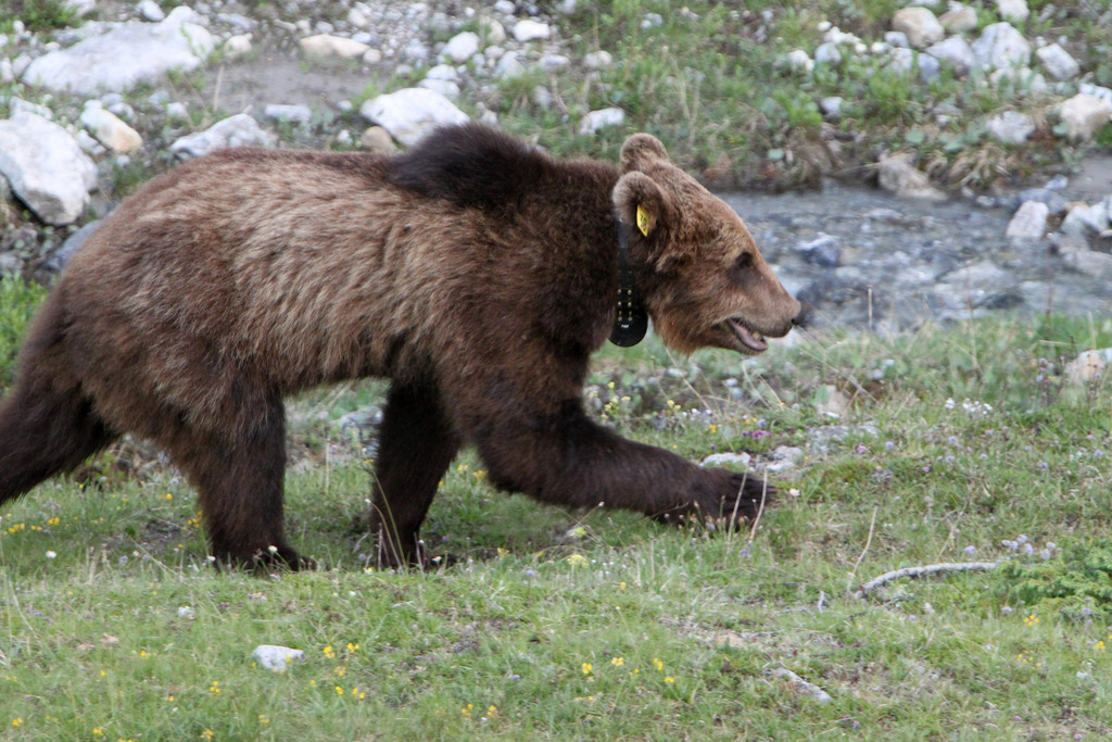 M13 avait été introduit en juin 2012 dans les Grisons.