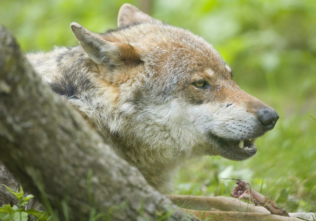 Un loup provenant du parc Alpha a Saint-Martin de Vesubie en France est arrive au zoo de la Garenne, ici la femelle dominante Mara ne le 28 avril 2006. ce lundi 14 juin 2010 a Le Vaud. (KEYSTONE/Christian Brun)