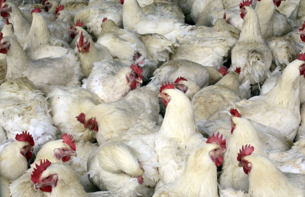 Les chercheurs chinois ont confirmé que le virus avait été transmis par des poulets malades.