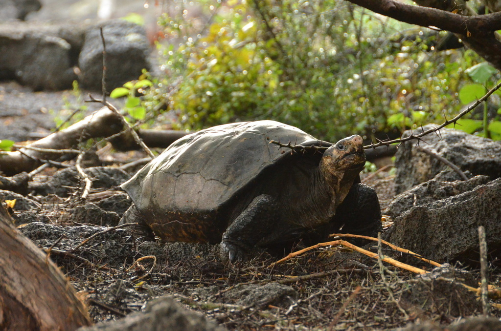 Ces huit dernières années, un total de 75 tortues Chelonoidis chathamensis élevées en captivité ont été réintroduites sur San Cristobal. (illustration)