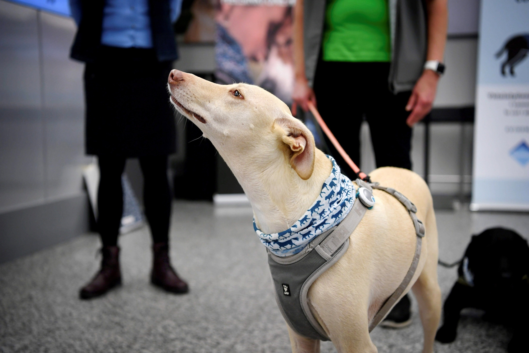 Sniffer dog K'ssi at the Helsinki airport in Vantaa, Finland, Wednesday Sept. 22, 2020. Finland has deployed coronavirus-sniffing dogs at the Nordic country‚Äôs main international airport in a four-month trial of an alternative testing method that could become a cost-friendly way to identify infected travelers. (Antti Aimo-Koivisto/Lehtikuva via AP) ArcInfo