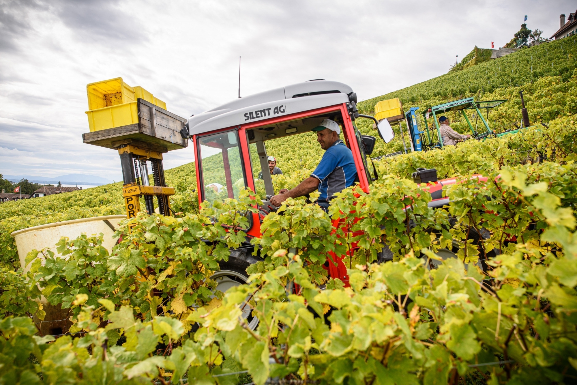 A Féchy, comme partout ailleurs dans les vignobles de La Côte, vignerons et vendangeurs s'activent.