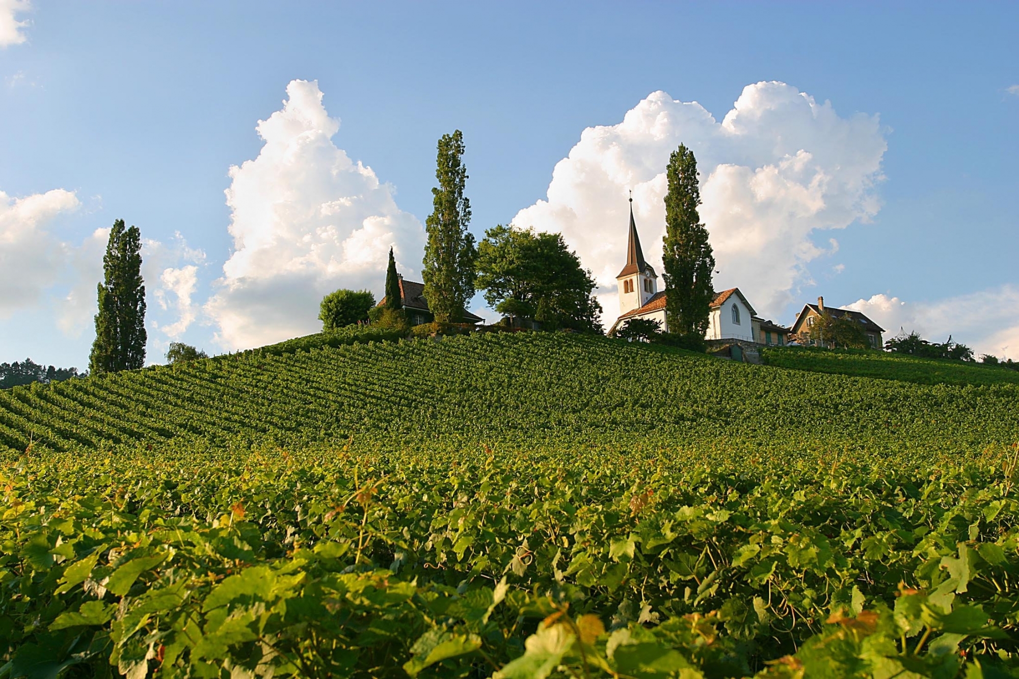 En 2003, le crépi de l'église avait été rénové. le badigeon contenait alors un ingrédient très local: du vin blanc de la réserve communale!