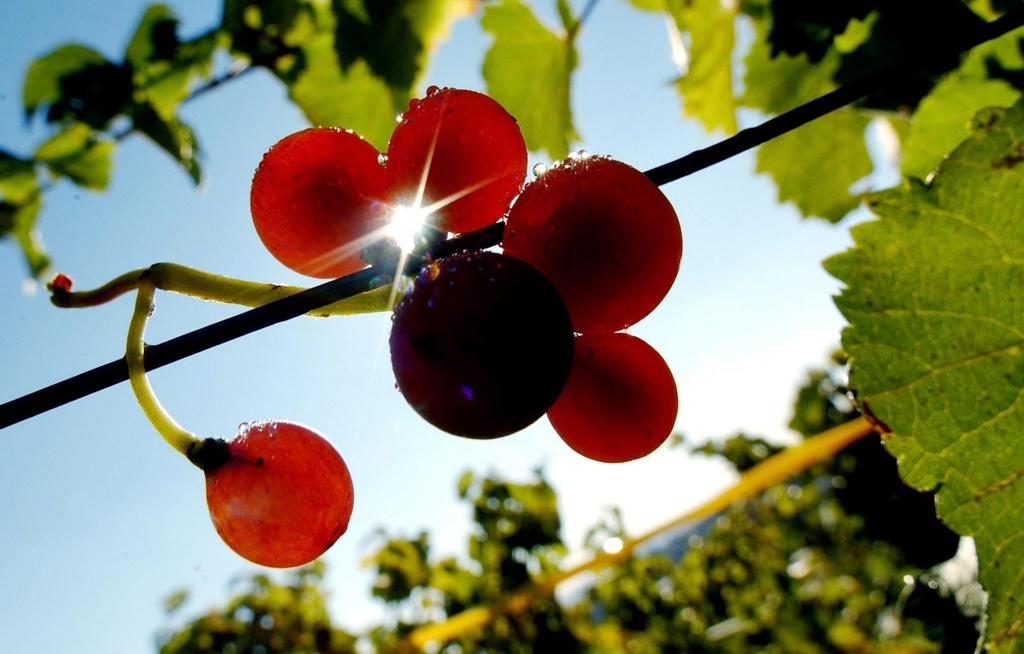 Le vin "English Nouveau" est le premier vin primeur rouge du Royaume-Uni.