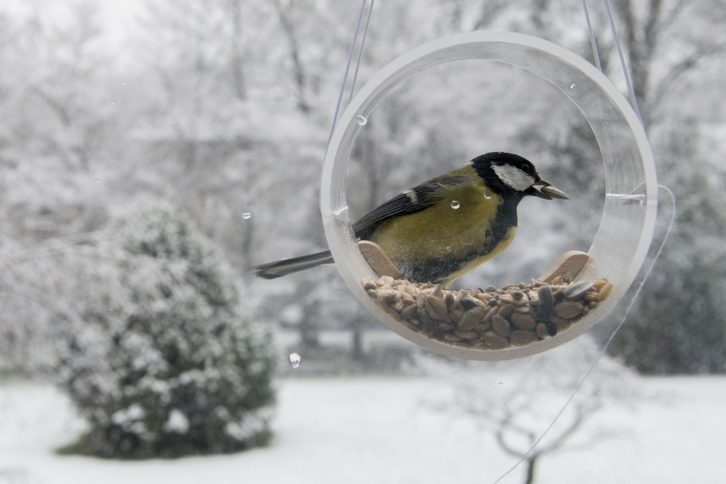 Le nourrissage des oiseaux en hiver est une pratique récurrente en Suisse.