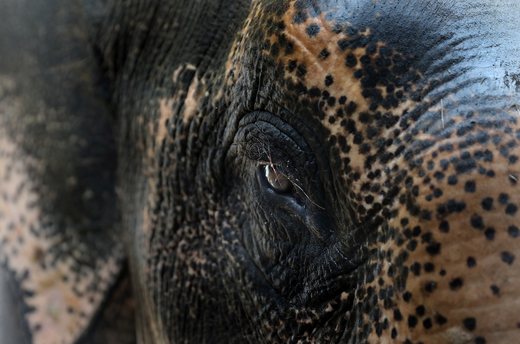 En quête de nourriture, l'éléphant s'était aventuré tôt jeudi dernier dans un village du district de Dharmapuri (illustration).