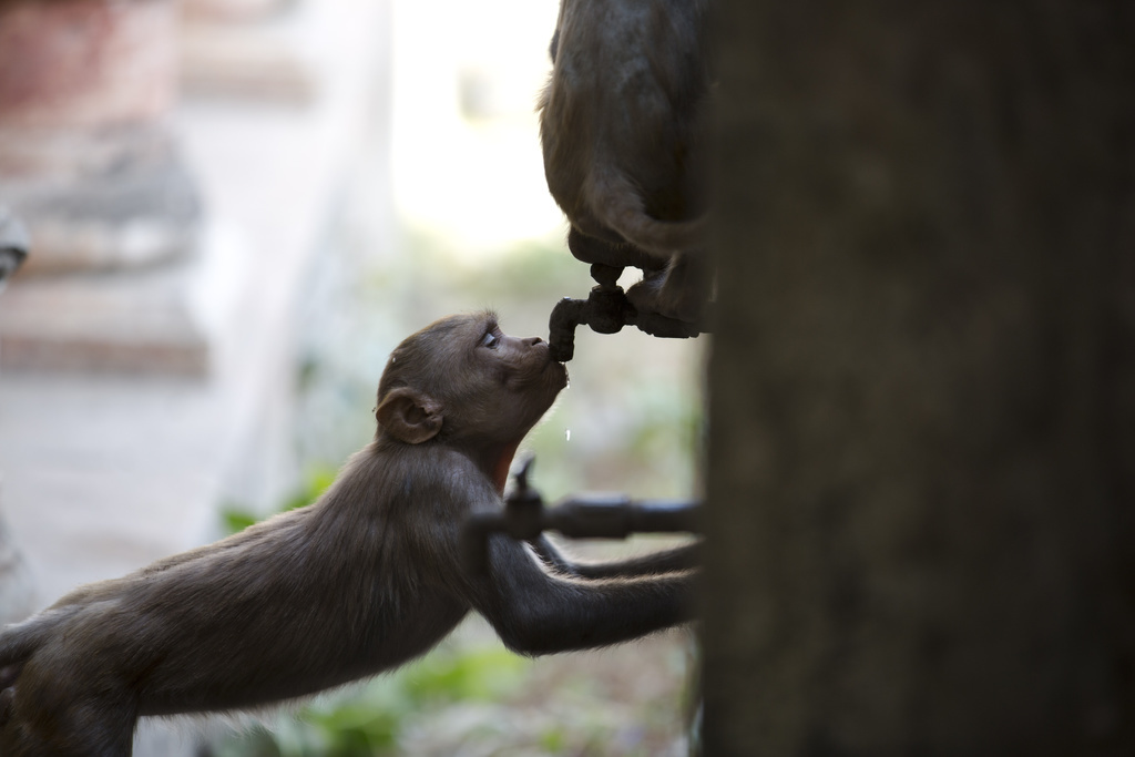 Les singes n'ont pas peur d'aller dans les villes pour trouver de l'eau ou de la nourriture (ILLUSTRATION).