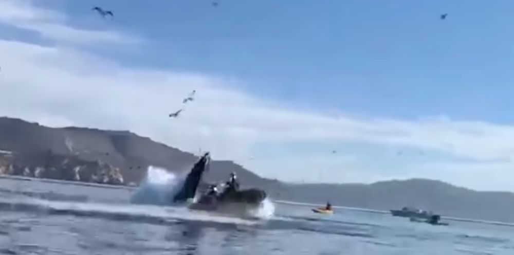En remontant à la surface, la baleine a "gobé" les deux kayakistes.