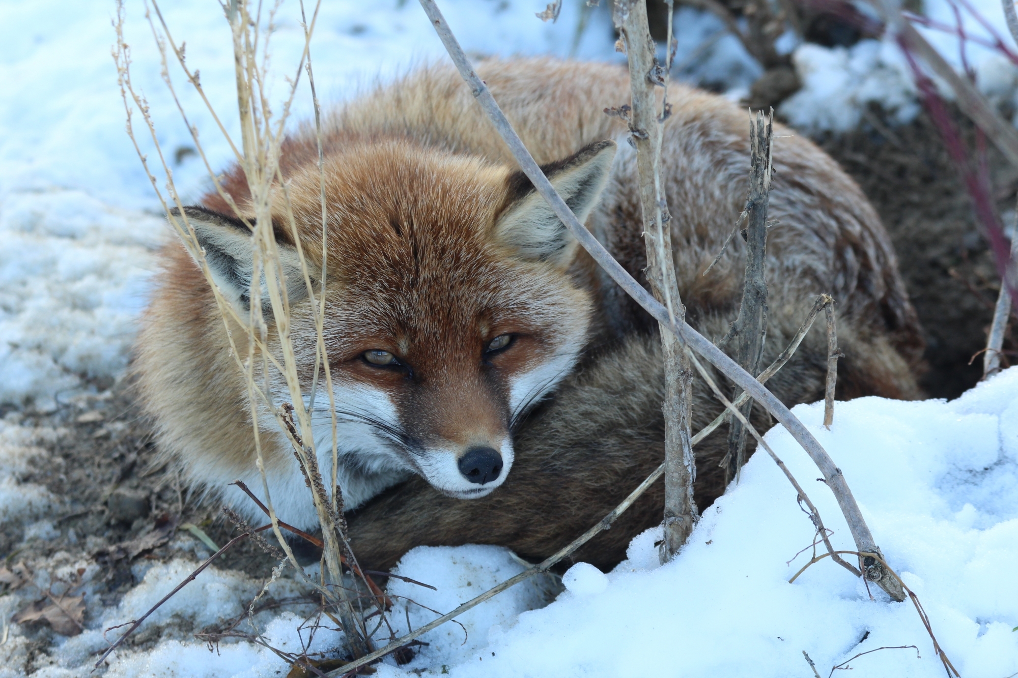 Les traces de renard, sanglier, blaireau ou chevreuil sont plus faciles à voir dans la neige.