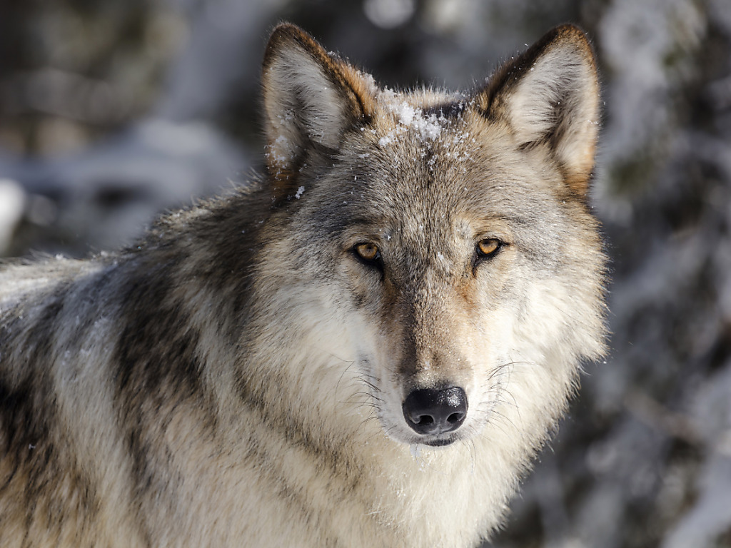 Les deux loups cheminaient avec cinq autres canidés. Ils faisaient probablement partie de la meute qui vit dans la région du massif de la Muchetta, non loin de Davos (photo symbolique).