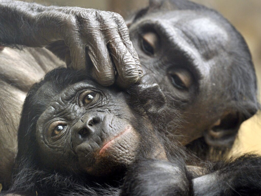 Interrompus dans leur toilettage, les bonobos le reprennent la plupart du temps avec le même partenaire (archives).