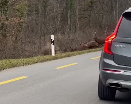 Un automobiliste a filmé le groupement de cerfs traversant la route. La capture d'écran est de très mauvaise qualité, malheureusement.