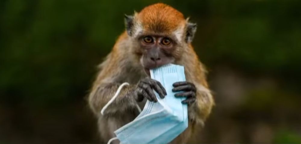 Des macaques ont été observés en train de mâcher les élastiques de masques usagés dans les collines environnant la capitale malaisienne Kuala Lumpur.