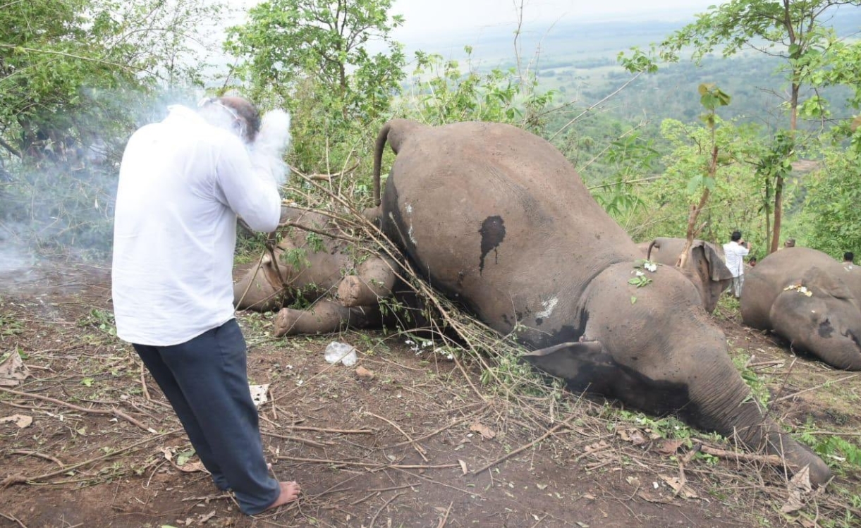 Le ministre des Forêts de l'Assam, Parimal Suklabaidya, s'est dit profondément peiné de la mort de ces animaux.