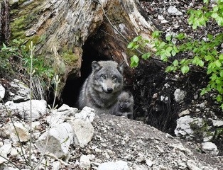 Un louveteau est venu agrandir la famille de Juraparc.