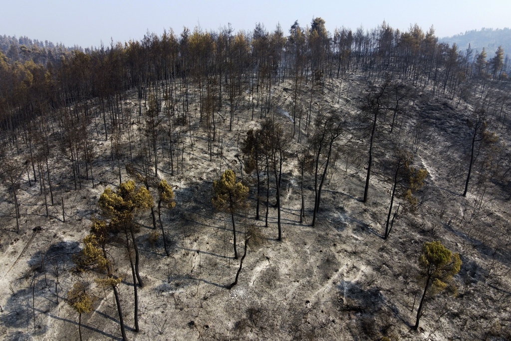 Les flammes ont ravagé de très nombreux hectares de forêt.