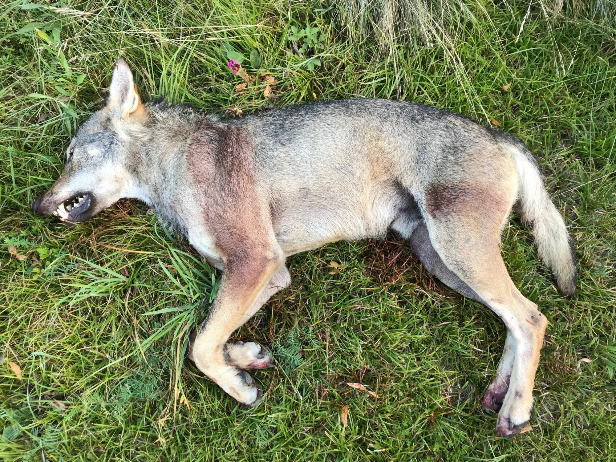 Le loup de Conches a été tiré par des garde-faune professionnels, dans le respect des règles en viguer.