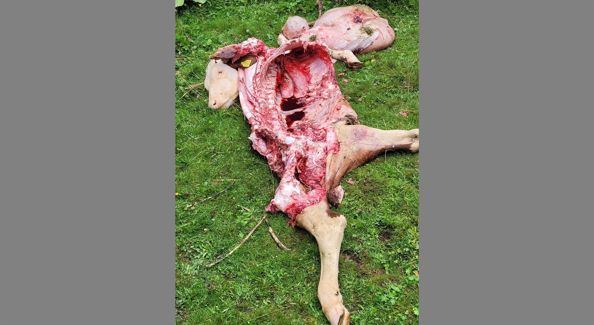 Il ne reste qu’une carcasse de Taget, un jeune veau de 9 mois. Il est mort sur l’alpage de la Foirausaz, au-dessus de Bière, dans la nuit de samedi à dimanche.