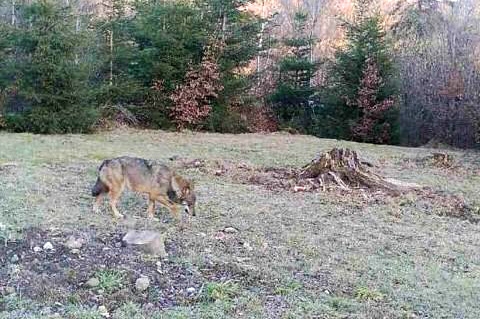 Début septembre, le canton des Grisons a déposé une demande auprès de l’OFEV portant sur la régulation de la meute de loups de Stagias. (illustration)