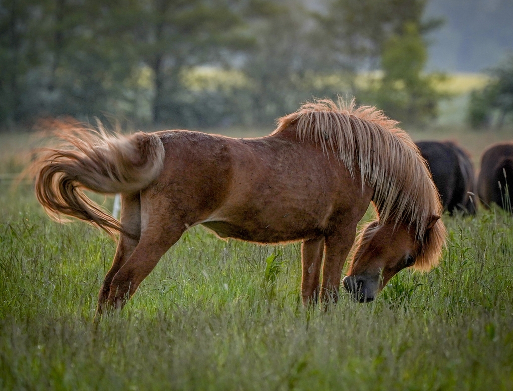 Le chasseur a tiré sur un cheval islandais, qui a dû être finalement mis à mort. (illustration)