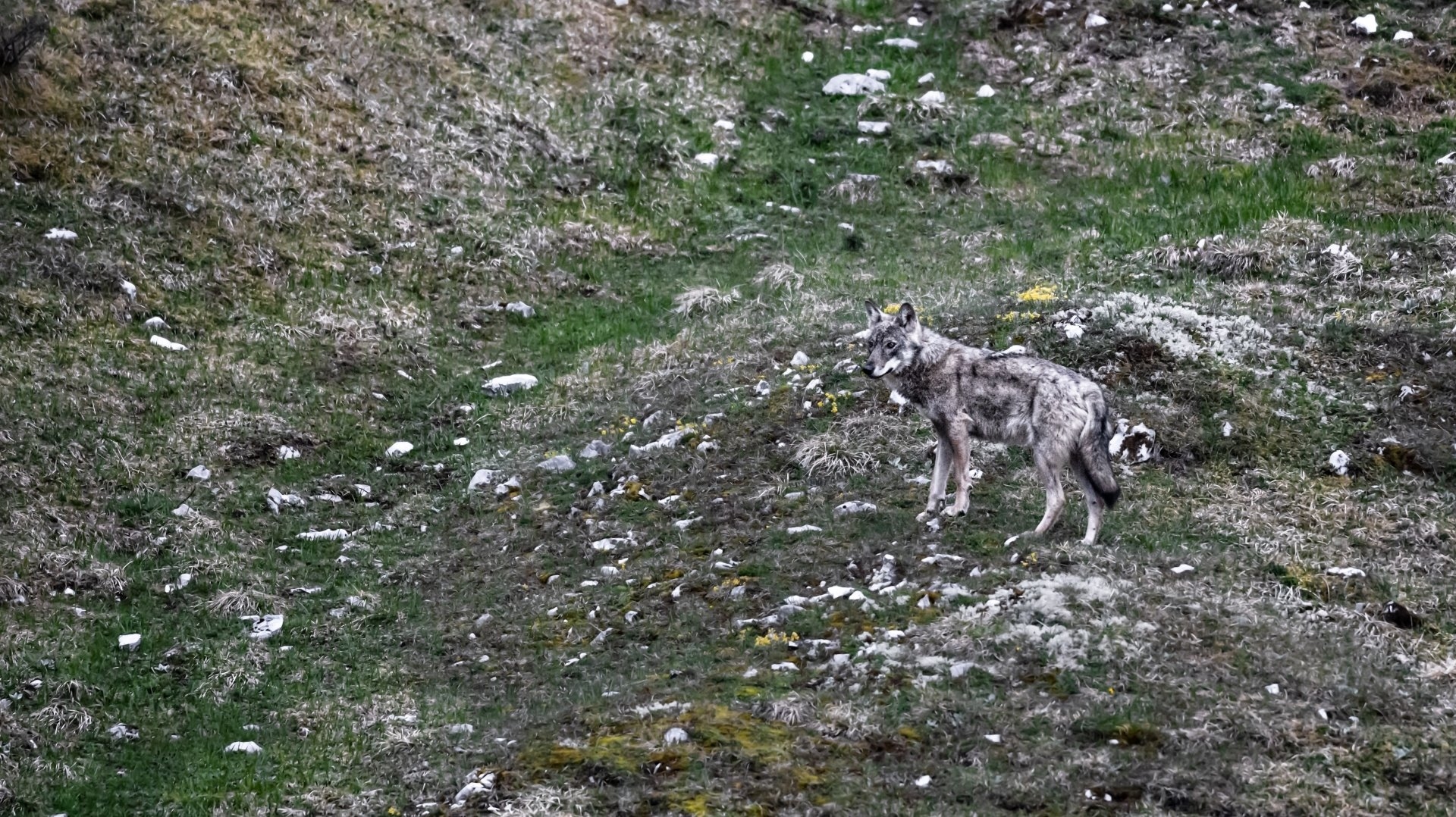 Lundi, l'Etat de Vaud a informé qu'ils avaient reçu l'autorisation de la Confédération de tirer deux loups du Marchairuz.