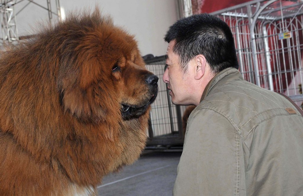 epa02643863 A Pedigree Tibetan mastiff is shown at the Seventh Tibetan Mastiff Exposition in Shenyang, northeast China 20 March 2011. More than 1,000 examples of the highly prized dogs worth between 200,000 and 500,000 renminbi (21,500 to 53,600 euros or 30,400 to 76,000 dollars) each were on show. Tibetan mastiffs are popular status symbols amongst wealthy Chinese, one of which recently sold for 10 million renminbi (1.07 million euros) to a coal millionaire claiming it to be the most expensive dog in the world.  EPA/MARK