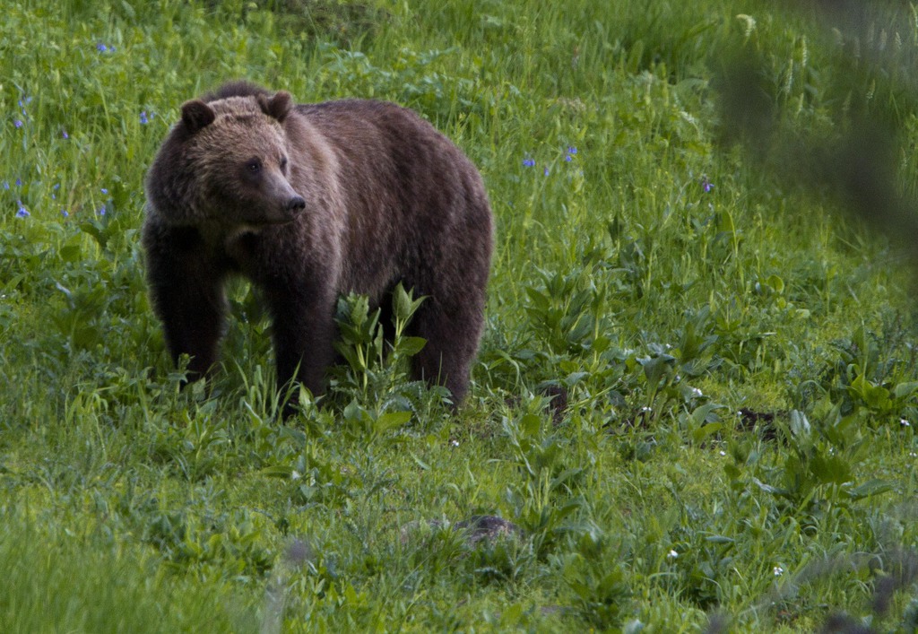 Les ours grizzly sont nombreux dans le parc de Yellowstone. (Ici l'un d'entre eux photographié en 2012)