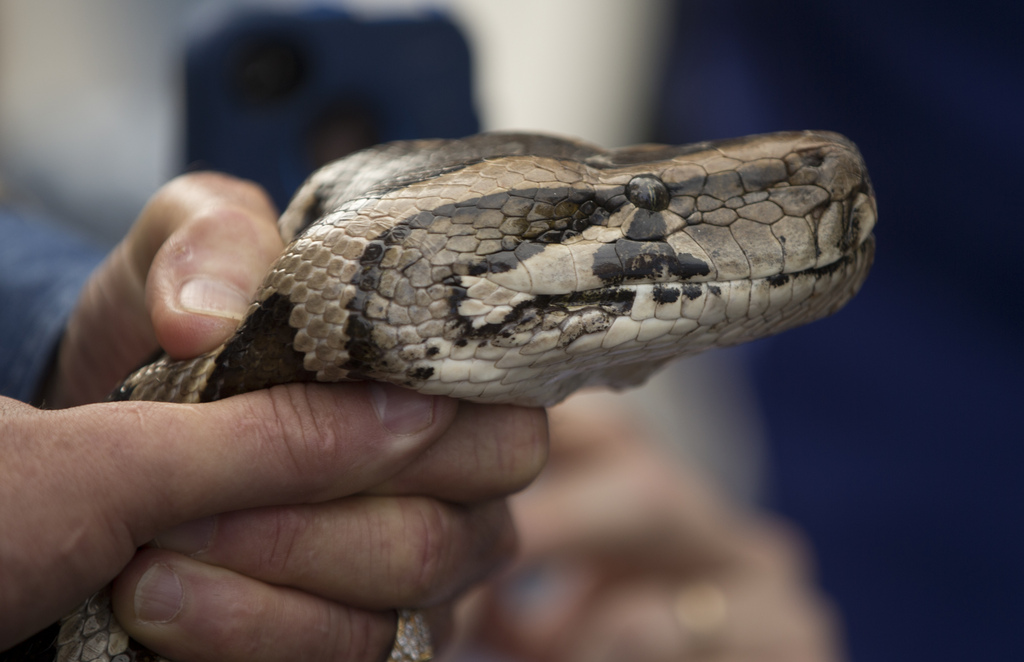 Le scepticisme prévalait chez les spécialistes des reptiles pour qui ce phénomène d'attaque de deux jeunes garçons par un serpent constricteur est extrêmement rare.