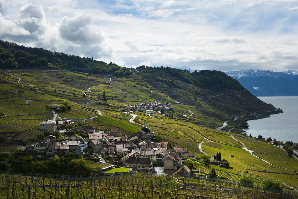 Le paysage des vignes en terrasses du Lavaux.