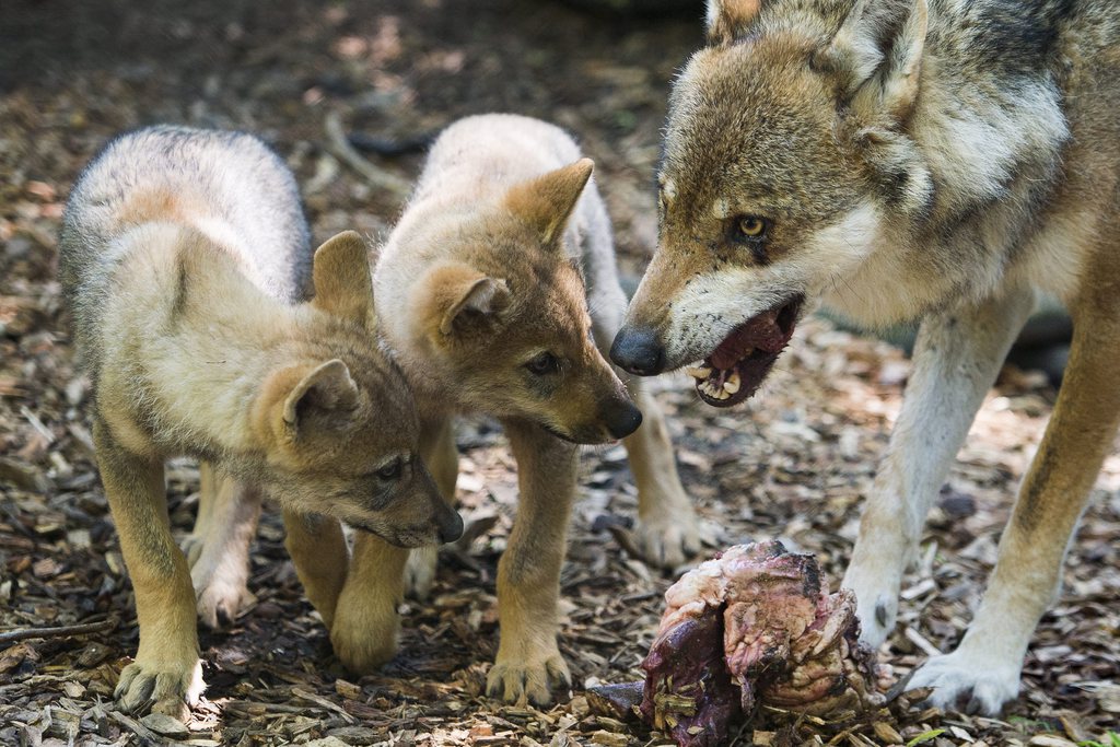 En moyenne, les jeunes loups quittent leur meute à l'âge de 10 à 22 mois.