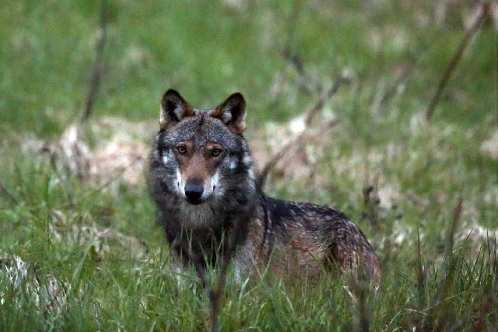 Les loups se déplacent entre la vallée de Conches et les Grisons.