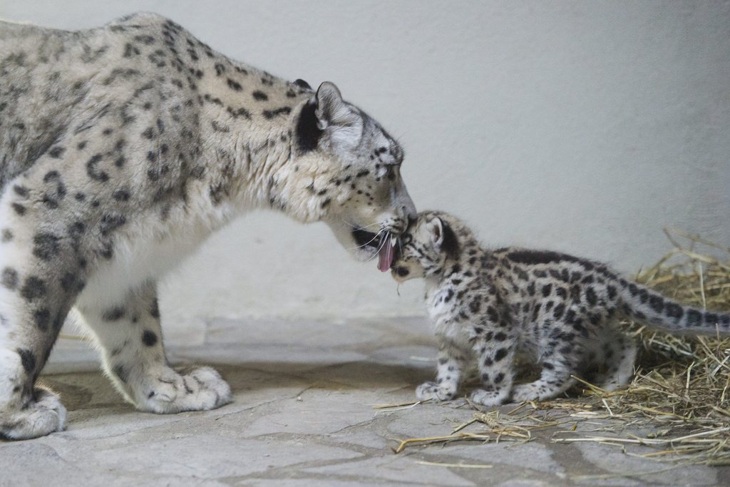 Milla et son bébé qui a effectué une sortie "officielle" ce jeudi au zoo de Servion.