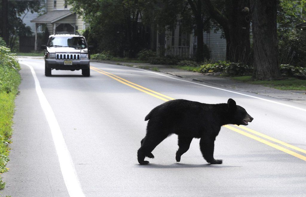 A bear crosses N. 5th Street, Thursday, Aug. 22, 2013 in Stroudsburg, Pa. Shortly before this sighting, it was seen walking down the sidewalk on Main Street, causing quite a stir. (AP Photo/Pocono Record, David Kidwell) MANDATORY CREDIT