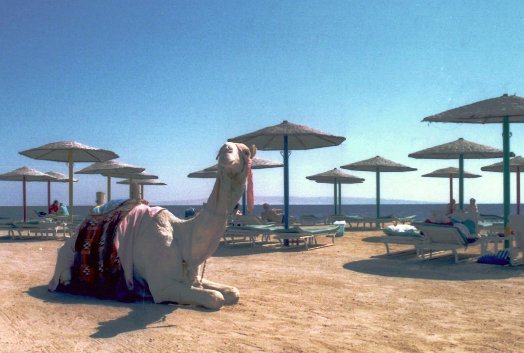 ARCHIVE --- Ein Kamel wartet in Hurghada (Aegypten) auf Touristen (Aufnahme von 1997). Gut neun Monate nach dem Massaker von Luxor nehmen die drei groessten Schweizer Reiseveranstalter Kuoni, Hotelplan und ITV (Imholz-TUI-Voegele) das Rote Meer "aufgrund der grossen Nachfrage" auf die Wintersaison 1998/99 wieder in ihr Angebot auf. Das EDA empfiehlt weiterhin, auf Reisen in diese Region zu verzichten. (KEYSTONE/JACQUELINE LENHERR)