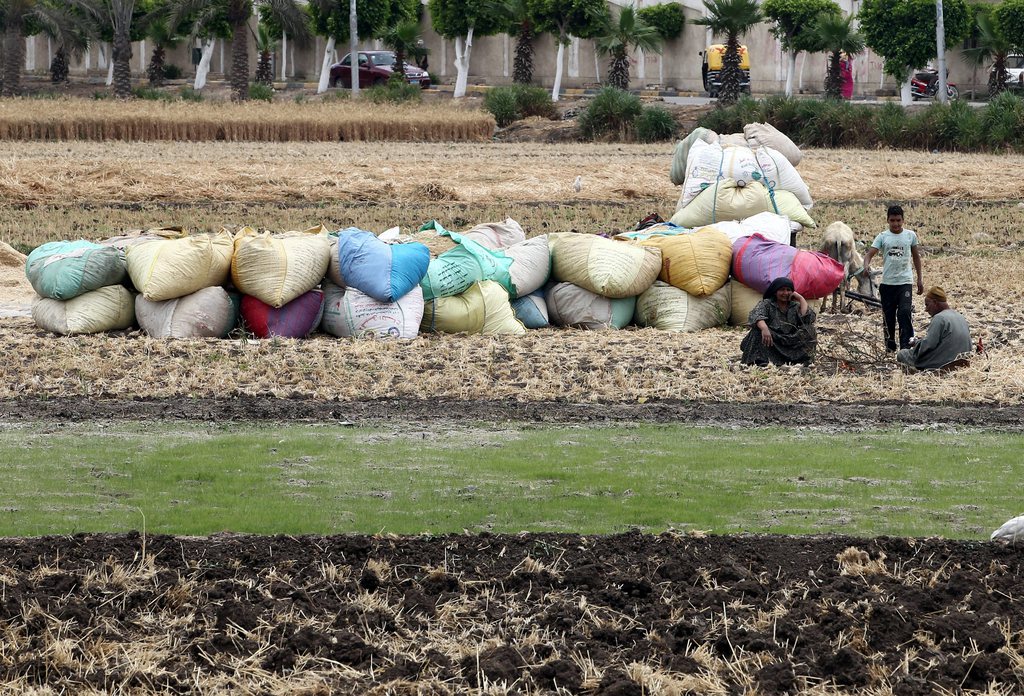 Les troubles sociaux et la diminution des réserves de change en Egypte engendrent de sérieuses inquiétudes pour sa sécurité alimentaire, estime la FAO. Pays le plus peuplé du monde arabe avec 84 millions d'habitants, l'Egypte est le premier importateur mondial de blé.