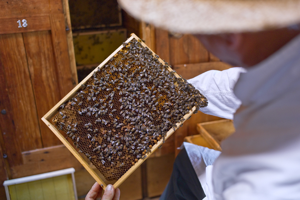 La Commission européenne a débloqué jeudi 99,3 millions d'euros (122,6 millions de francs) pour cofinancer avec les Etats-membres des mesures de soutien aux apiculteurs sur la période 2014-2016.