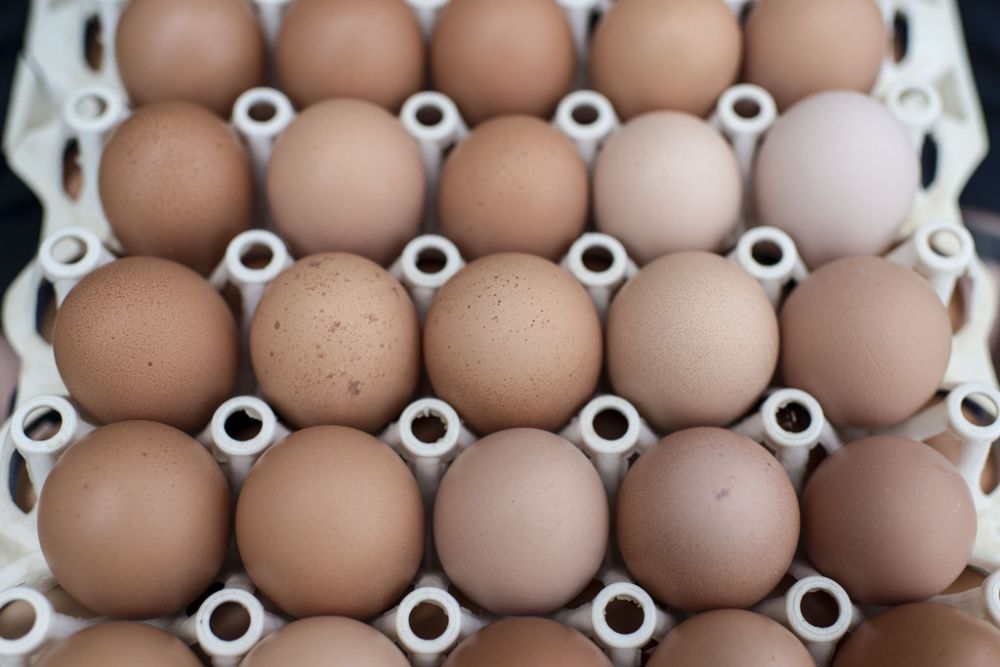 100'000 œufs correspondent à 5% de la production journalière.