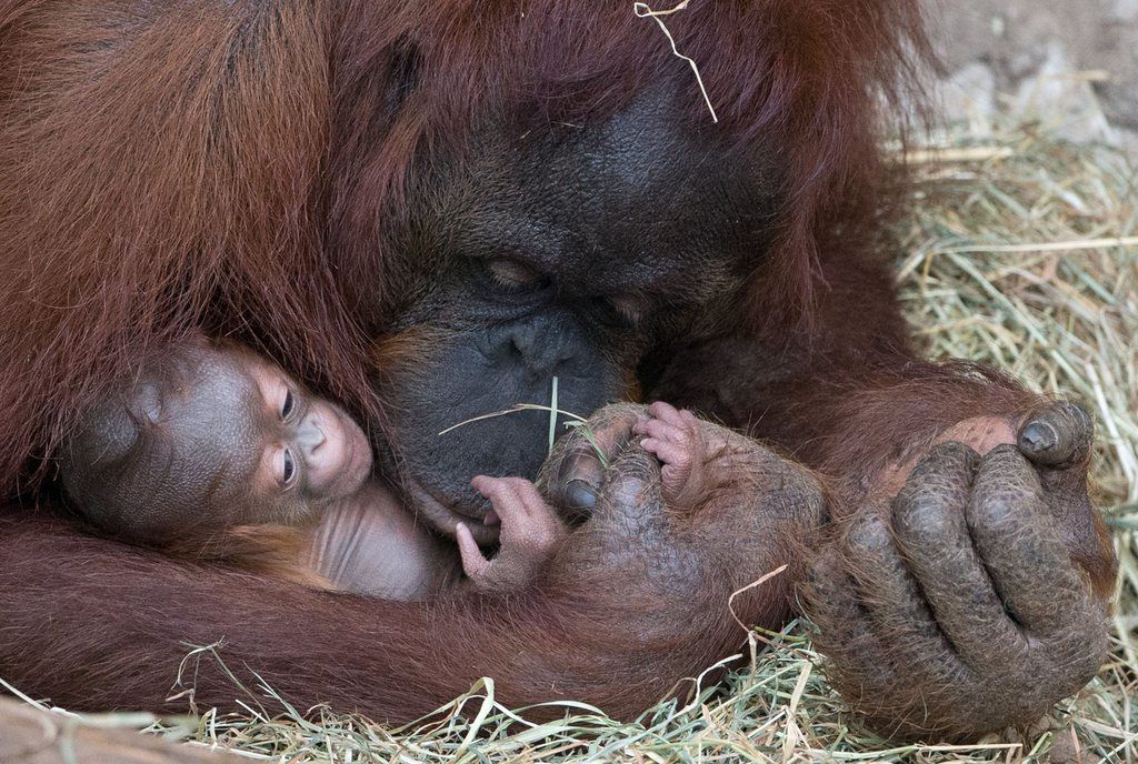 Les femelles orang-outan sont parfois tuées quand elles ne veulent pas laisser partir des hommes avec leur petits pour être vendus comme animaux domestiques. 