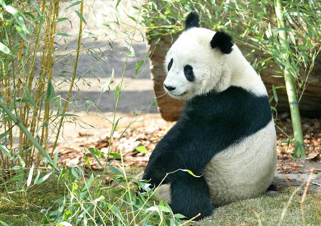 Les femelles panda ne sont fertiles que pendant deux ou trois jours par an.