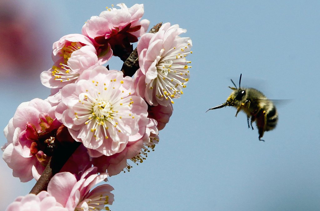 Syngenta a contesté en justice la décision de la Commission européenne de suspendre l'autorisation d'utiliser du thiaméthoxam sur les cultures attirant les abeilles.