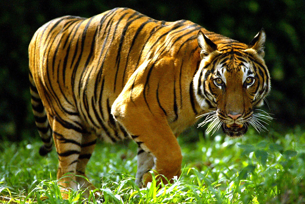Il ne resterait qu'entre 400 et 500 tigres de Sumatra à l'état sauvage.