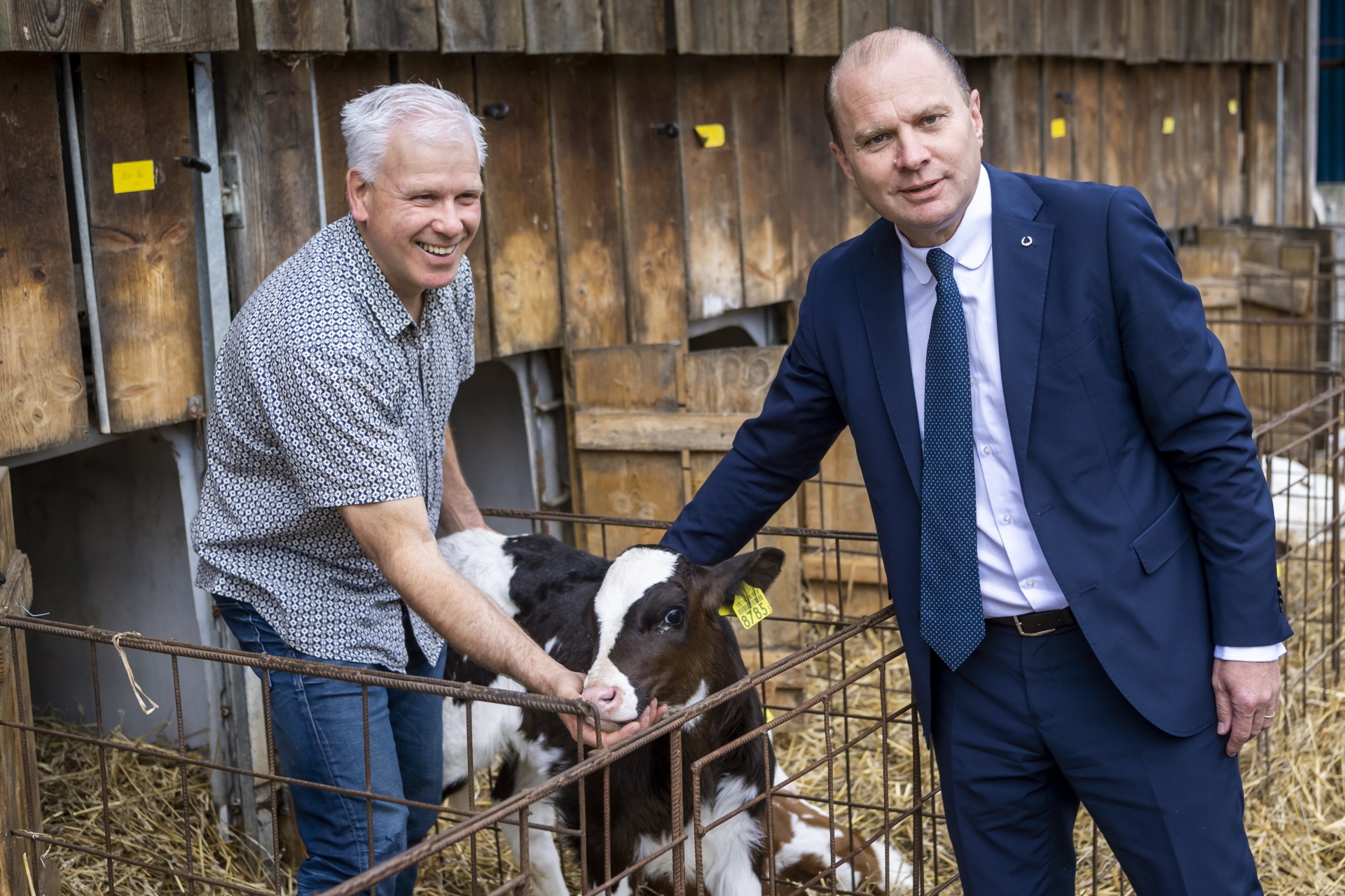 Le conseiller d'Etat Philippe Leuba caresse un veau en compagnie de l'agriculteur Eric Ramseyer dans la ferme familiale, à Palézieux, lieu de la conférence de presse.
