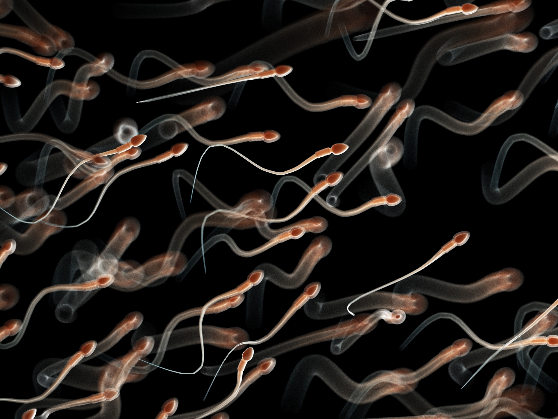 "Un homme fertile produit seulement 6-8% de spermatozoïdes morphologiquement normaux", selon le Dr Laurent Vaucher.