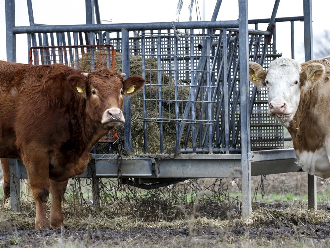 Les 550'000 vaches d'élevage en Suisse émettent environ 75'000 tonnes de méthane chaque année, soit 1,9 million d'équivalent CO2.