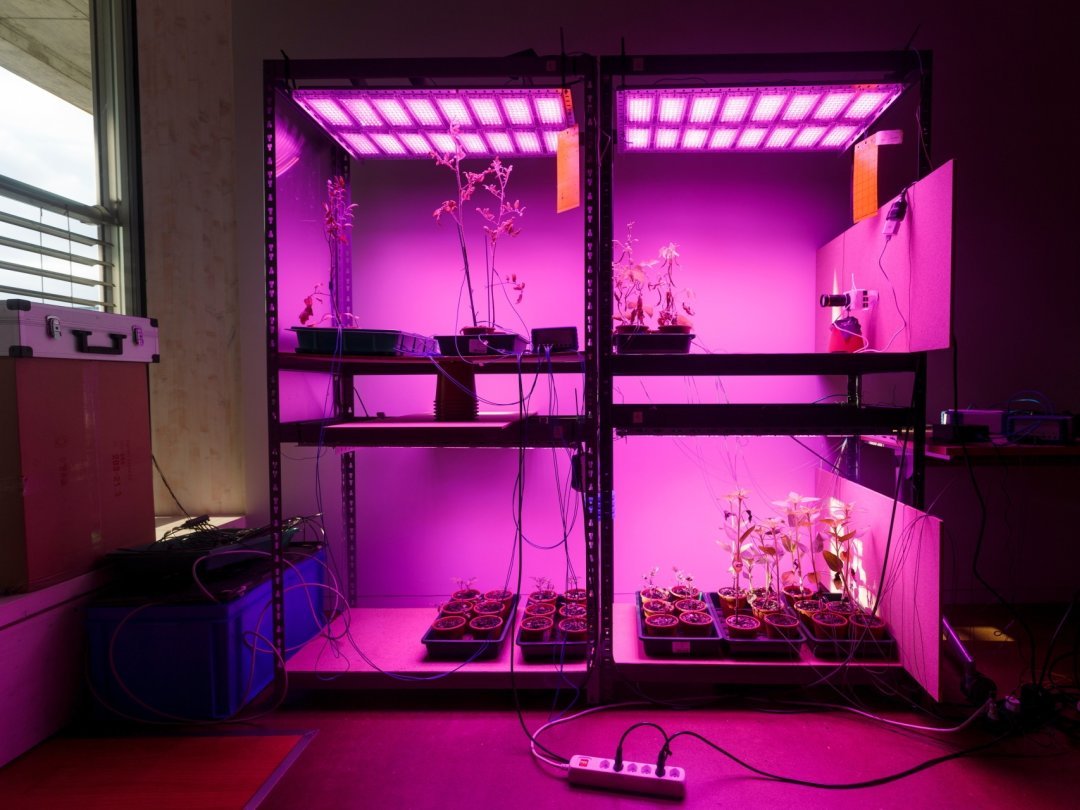 Dans le laboratoire de Vivent, des plantes branchées à des fils électriques sont soumises à des conditions de stress, pour apprendre à détecter leur détresse via les signaux électriques qu'elles émettent.