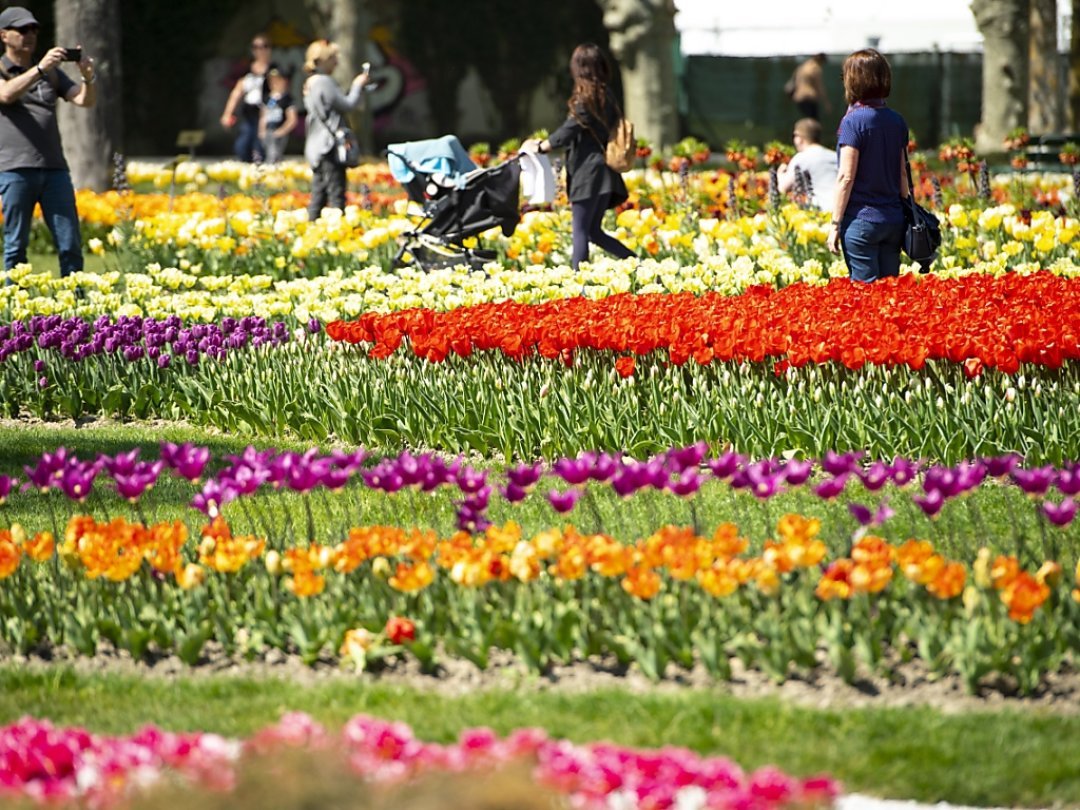 Le coeur de Morges bat au rythme de la Fête de la Tulipe jusqu'au 8 mai.