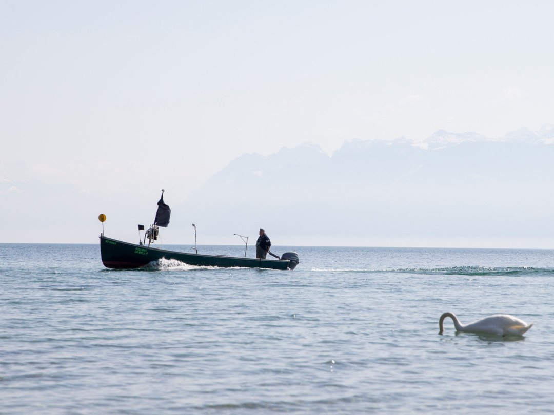 Les pêcheurs de La Côte enregistrent depuis septembre de très bons résultats pour les perches (image d'archive).