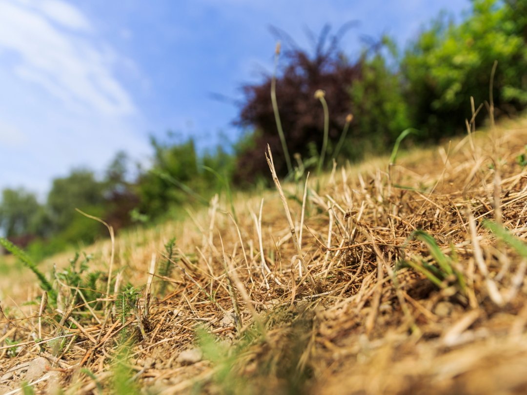 En de nombreux endroits de la région, les terrains sont jaunis par la chaleur et le manque de précipitations, comme ici à Eysins.