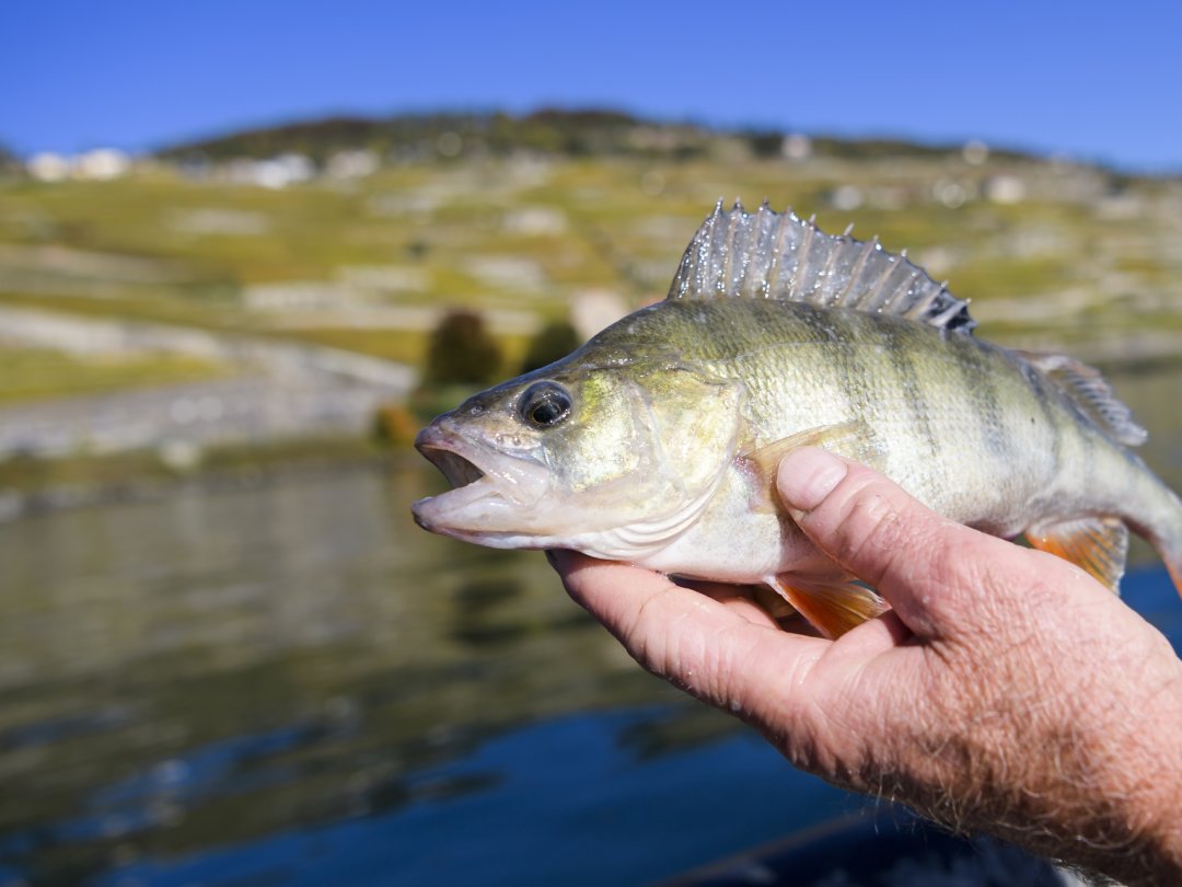 La présence de populations importantes de perches actuellement dans le lac expliqueraient en partie le grand nombre de spécimens retrouvés morts (image d'archive).