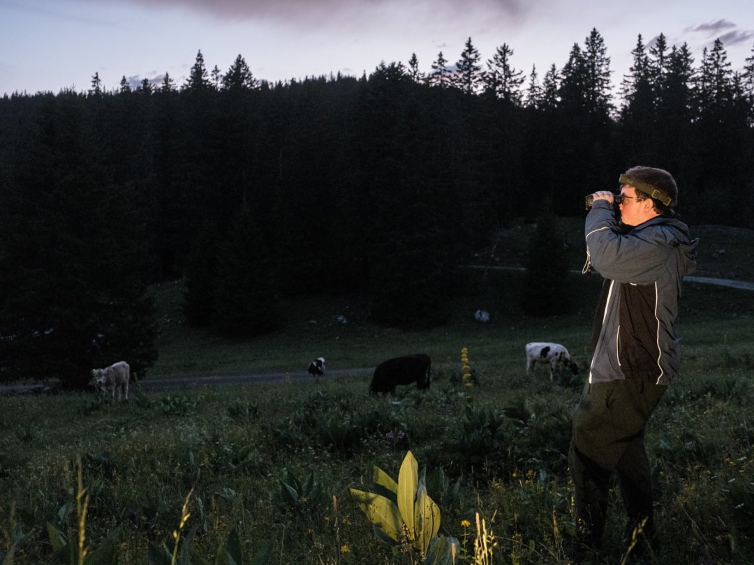 Alors que la nuit commence à tomber, je balaye la lisière de la forêt à la recherche d'un potentiel prédateur qui s'approcherait de trop près du troupeau.